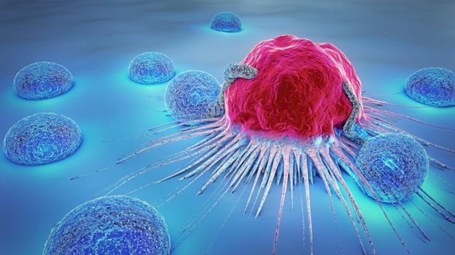 cancer cells and the immune system