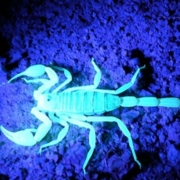 plavi škorpion