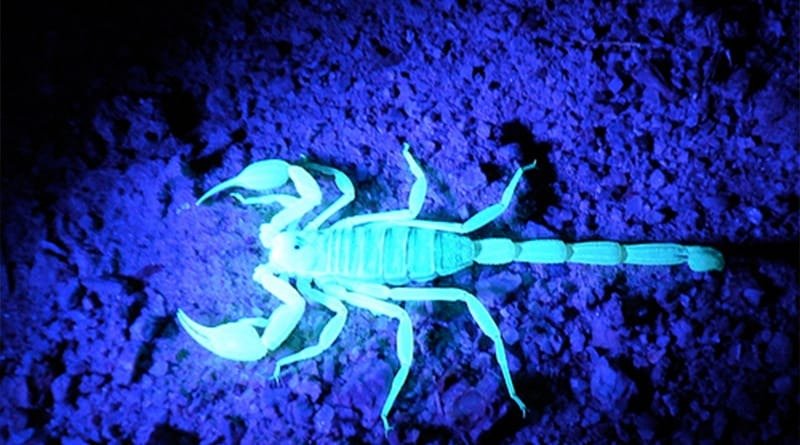 plavi škorpion