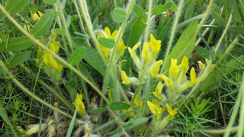 astragalus biljka