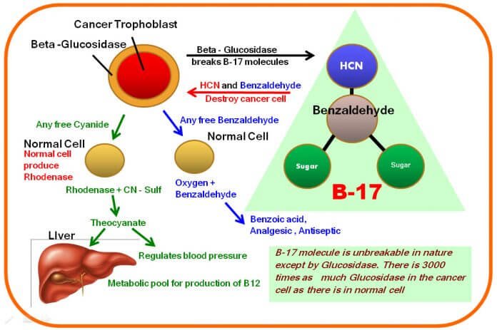 metabolic therapy with vitamin b17