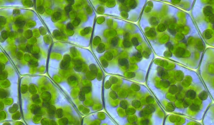 Chlorophyll and blood regeneration