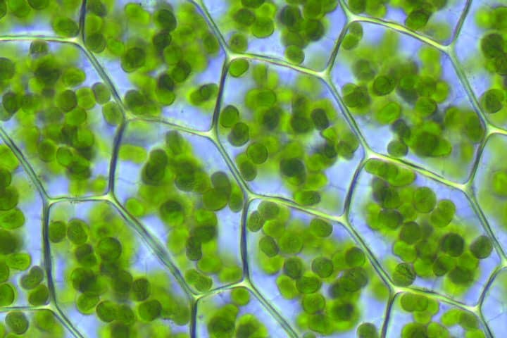 Chlorophyll and blood regeneration