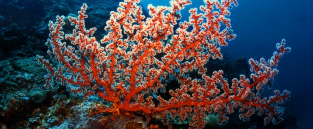 coral calcium image