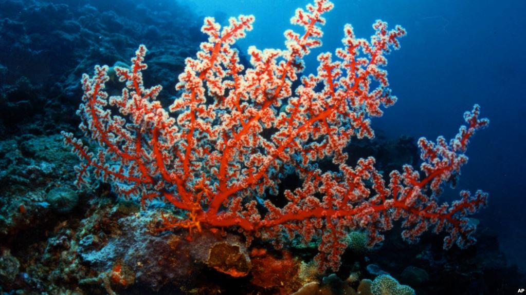 Korallenkalzium