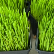 wheatgrass and cancer