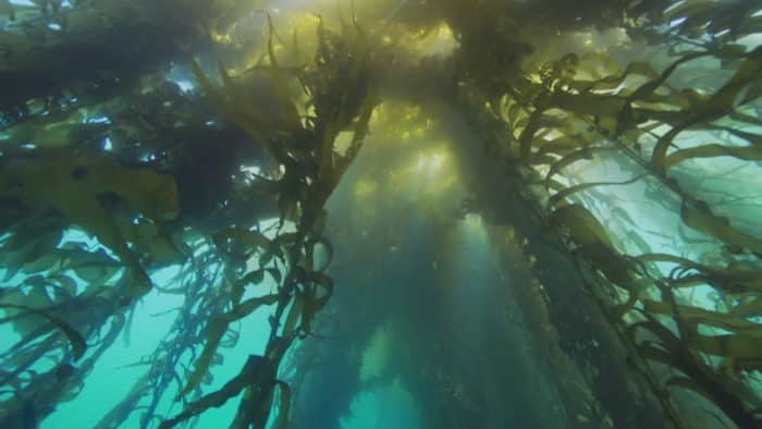 kelp alga i štitna žlezda