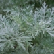 white wormwood plant