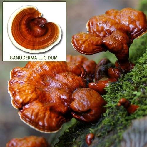 ganoderma lucidum hrastova sjajnica