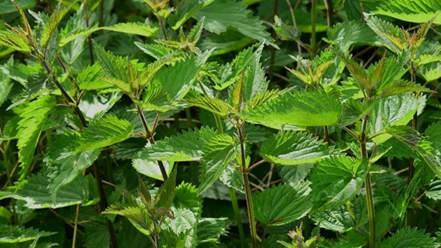 nettle picture