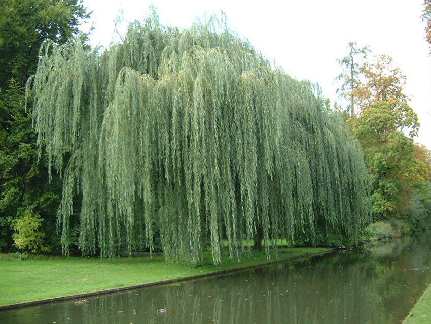 salix alba willow