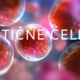 matične ćelije glavna