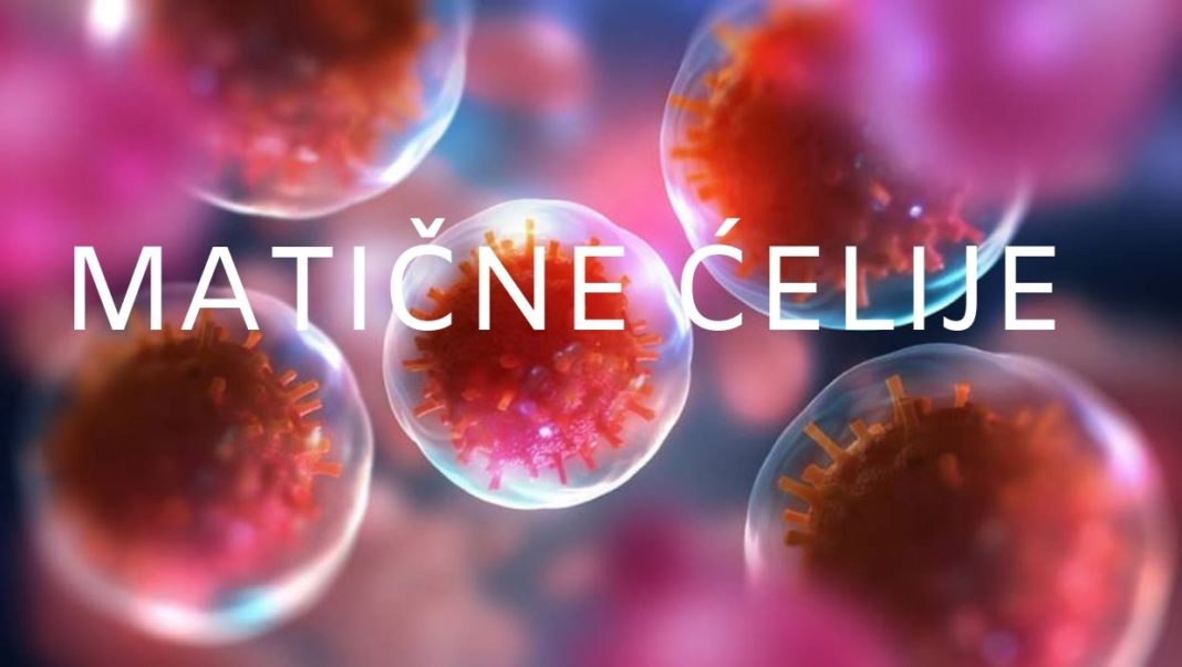 stem cells main