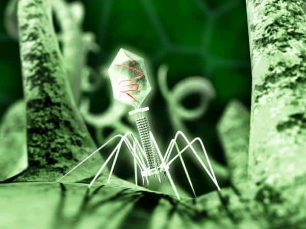 bakteriofag slika