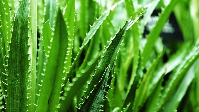 Aloe vera for hemorrhoids