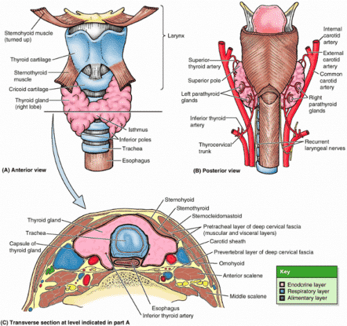 arteries of the thyroid gland