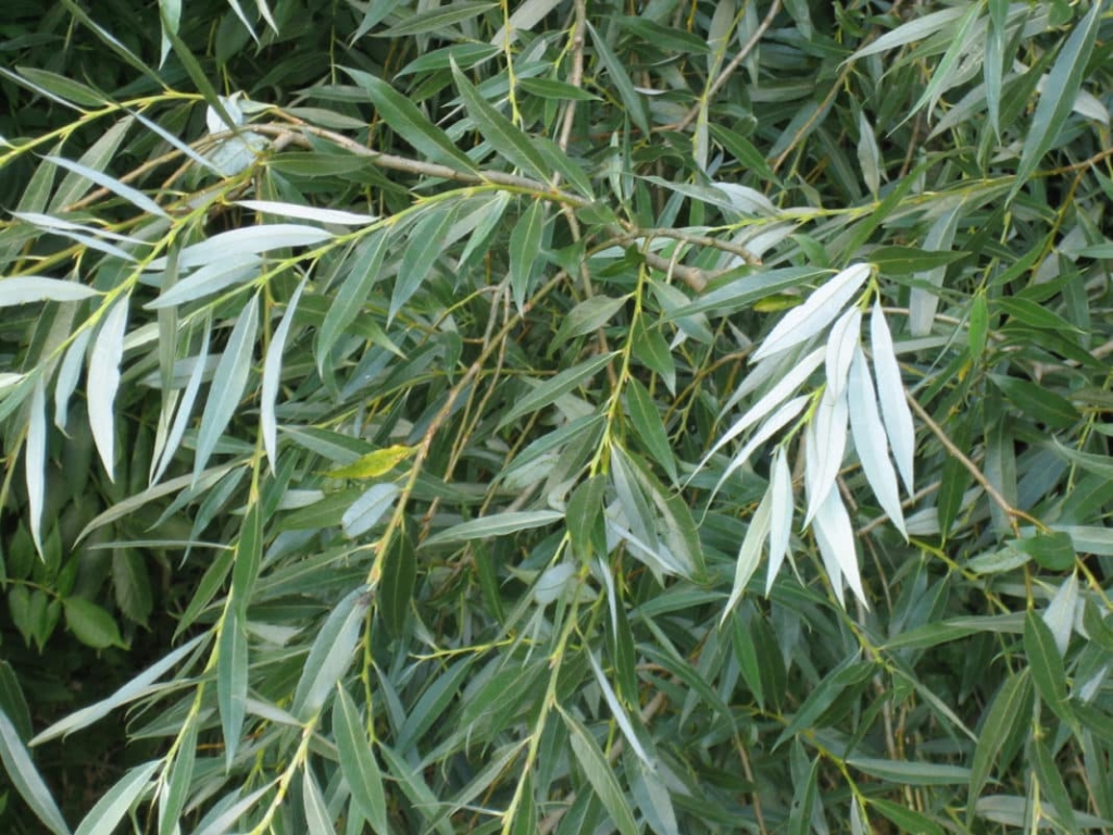white willow as a medicine