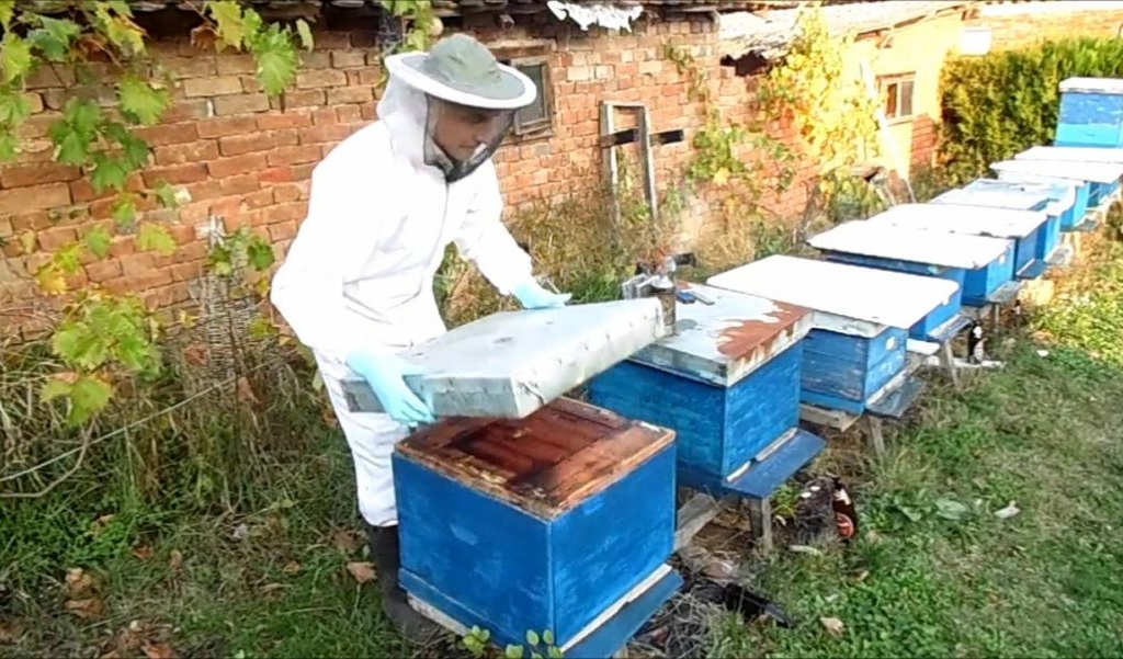 taking bees