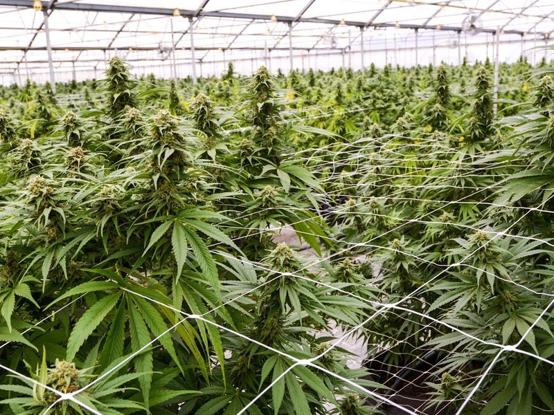 growing cannabis for medical purposes