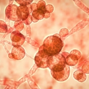 candida fungal infection