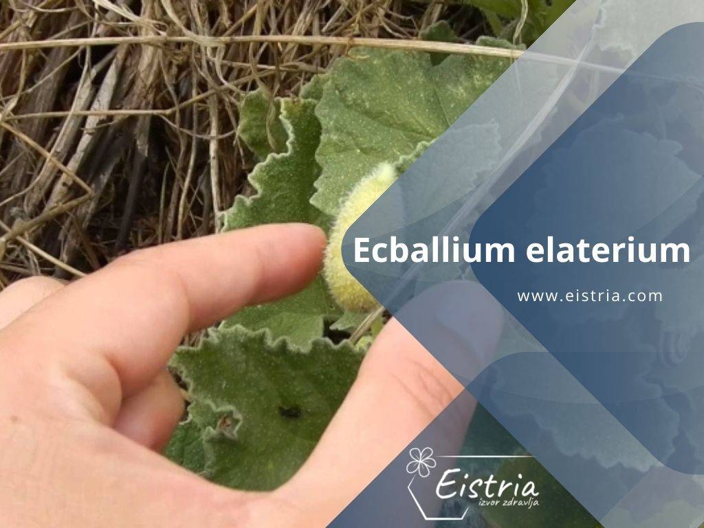 Ecballium elaterium divlji krastavac (1)