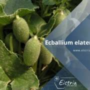 Ecballium elaterium divlji krastavac