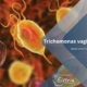 Trichomaniose Behandlung von Trichomonas vaginalis