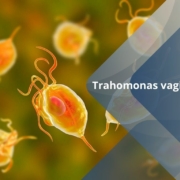 Trahomonas vaginalis