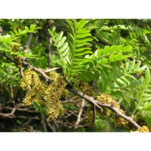 Honigheuschrecke (Gleditsia triacanthos L.), Trockenfrüchte – 30 g