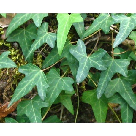 Efeu (Hedera helix L.), getrocknete Blätter – 40 g