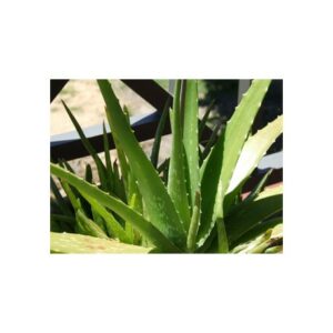 Aloe (Aloe Ferox), Extrakt, 1 g