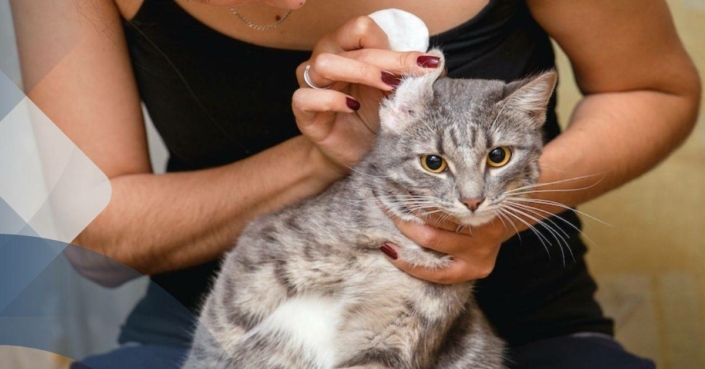Können Ohrmilben bei Katzen den Menschen schädigen?