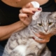 Können Ohrmilben bei Katzen den Menschen schädigen?